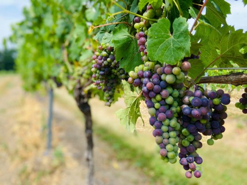 Bunches of green and purple grapes hanging from a vine in a vineyard, with lush green leaves surrounding them.