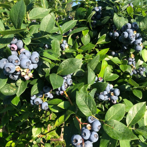 A close-up of a blueberry bush filled with ripe, blue blueberries surrounded by green leaves.