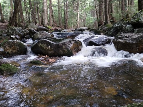 A serene forest stream flows over smooth rocks, surrounded by lush green trees and a tranquil natural setting.