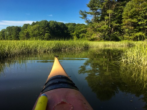 A kayak glides through calm waters surrounded by lush greenery and tall grasses under a clear blue sky.