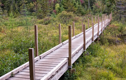 A wooden boardwalk stretches through lush green vegetation in a serene natural setting.