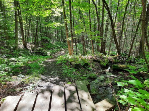 A serene forest path with lush green foliage and a wooden bridge over a small stream. Sunlight filters through the trees.