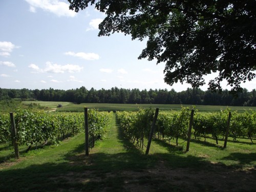 A scenic vineyard with rows of grapevines under a blue sky, surrounded by lush greenery and distant trees.