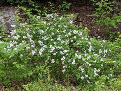 A lush patch of white flowers blooming among green foliage in a wooded area.