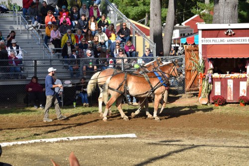 A person guides two horses in harness at a fair, with a crowd watching in the background.