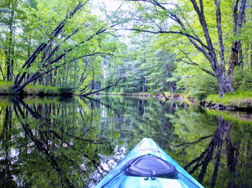 A kayak on a calm river surrounded by lush green trees, reflecting in the water.