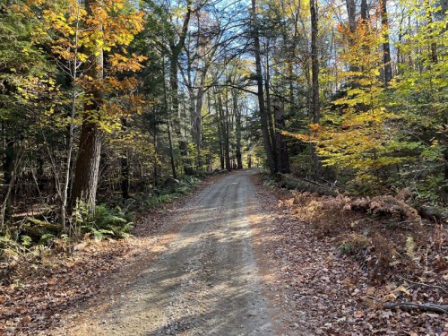 A dirt path winds through a forest with colorful autumn leaves and tall trees under a clear blue sky.