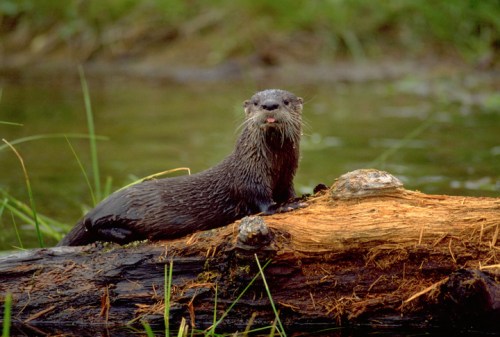 A playful otter sits on a log by the water, with its tongue out and surrounded by greenery.