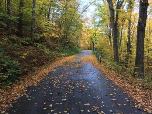 A winding road through a forest, lined with trees displaying vibrant autumn foliage and scattered fallen leaves.