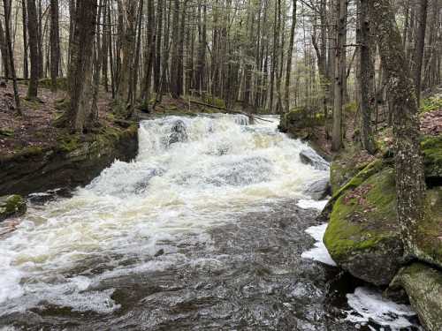 A rushing waterfall flows through a forest, surrounded by moss-covered rocks and tall trees.