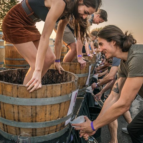 People stomping grapes in wooden barrels at an outdoor event during sunset.