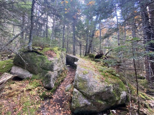 A forest path between large moss-covered rocks, surrounded by trees and fallen leaves.