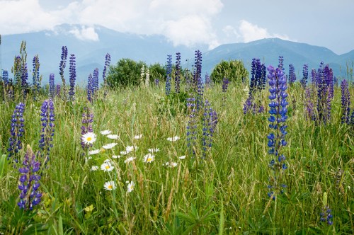 A vibrant field of purple lupines and white daisies, with mountains and a cloudy sky in the background.