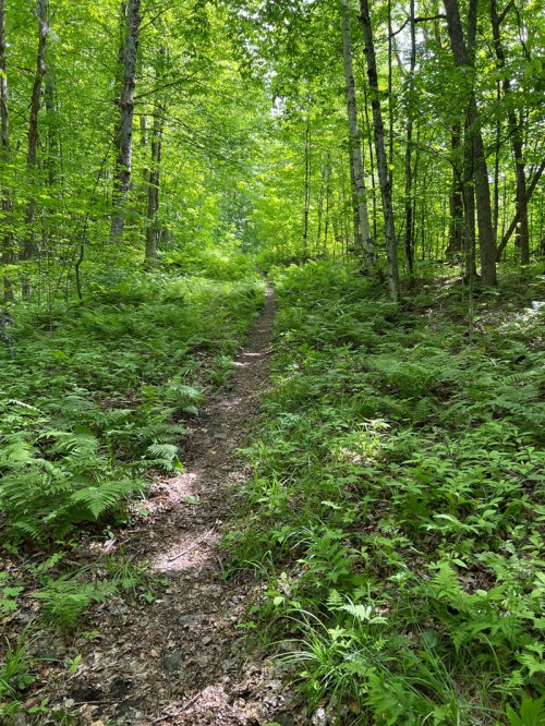 A narrow dirt path winds through a lush green forest filled with ferns and tall trees under bright sunlight.