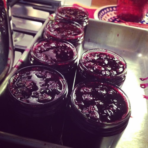 Six jars of dark red jam sit on a metal tray, reflecting light in a cozy kitchen setting.
