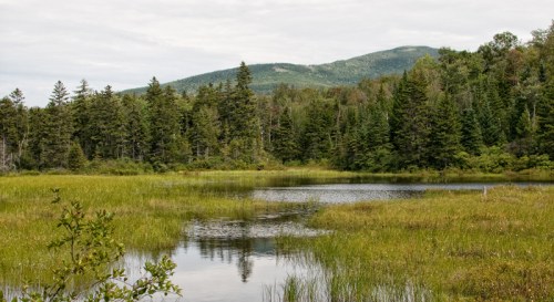 A serene wetland scene with a calm pond, surrounded by lush greenery and distant mountains under a cloudy sky.