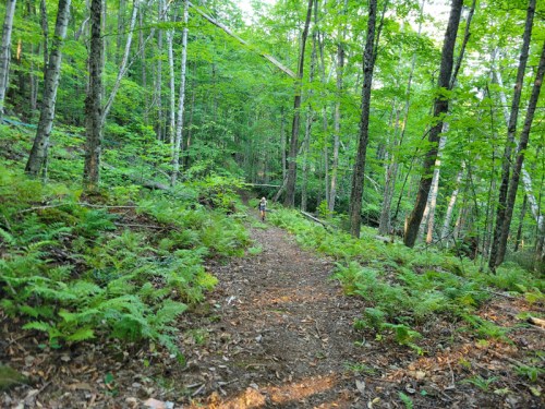 A winding dirt path through a lush green forest, surrounded by ferns and tall trees. A person walks in the distance.