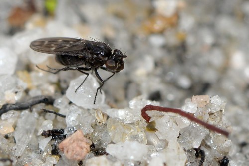 Close-up of a small black fly on a sandy surface with tiny pebbles and a thin red worm nearby.