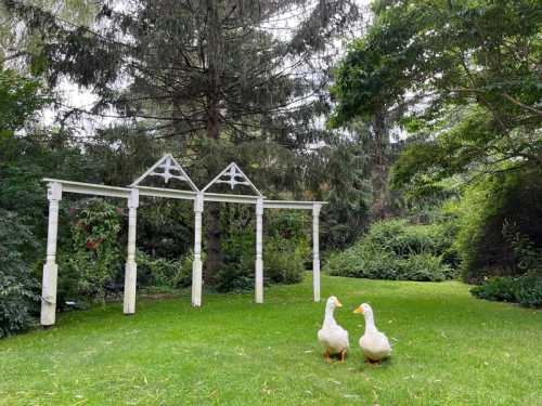 Two ducks walk on a grassy area in a garden, with white arches and lush greenery in the background.