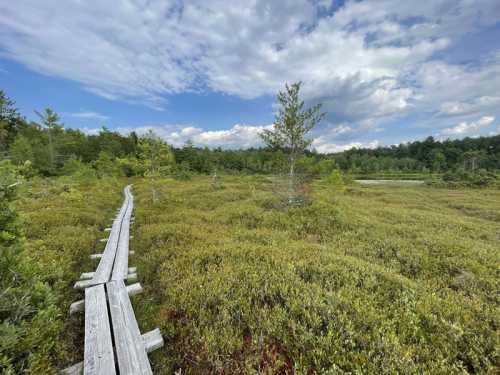 A wooden boardwalk winds through a lush, green marshland under a partly cloudy sky.