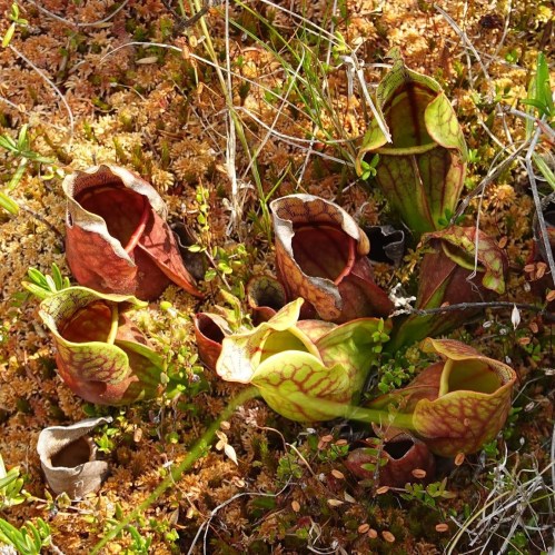 A cluster of colorful pitcher plants growing in a mossy, natural environment.
