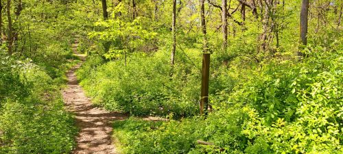 A winding dirt path through lush green foliage in a vibrant forest setting.