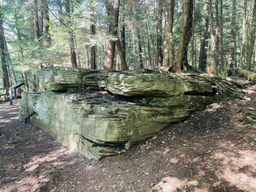 A large, flat rock formation surrounded by trees in a forested area, with sunlight filtering through the leaves.