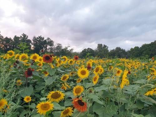 A vibrant field of sunflowers under a cloudy sky, with various shades of yellow and a few red blooms scattered throughout.