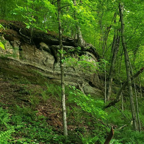 A rocky cliff covered in greenery, surrounded by trees and ferns in a lush forest setting.