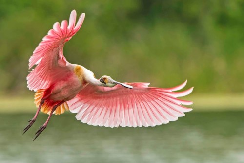 A roseate spoonbill in flight, showcasing its vibrant pink feathers against a blurred green background.