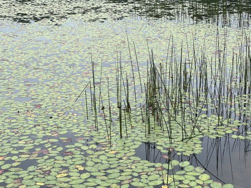 A serene water surface covered with lily pads and tall grasses, reflecting a calm sky.