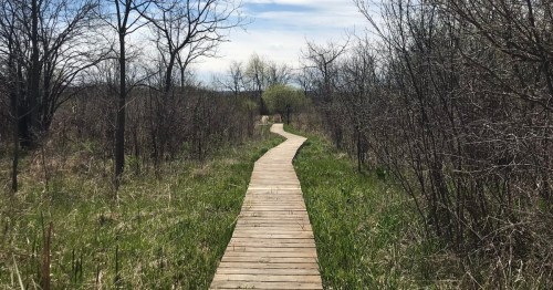 A winding wooden boardwalk through a grassy area surrounded by sparse trees and blue sky.