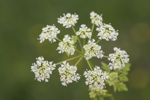 A cluster of small white flowers with delicate petals against a blurred green background.