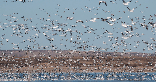 A large flock of birds takes flight over a calm body of water, with a clear blue sky in the background.
