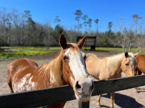 A close-up of a brown and white horse leaning over a fence, with other horses and trees in the background under a clear blue sky.