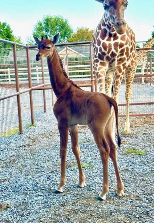 A young giraffe stands beside an adult giraffe in a fenced area, surrounded by gravel and greenery.