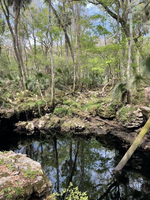 Lush green forest with trees reflecting in a calm, dark pond surrounded by rocks and foliage.