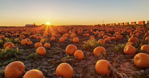 A pumpkin field at sunset, with numerous orange pumpkins scattered across the ground and a warm glow in the sky.
