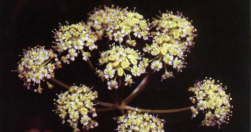 A cluster of small yellow and white flowers on a dark background, showcasing delicate petals and a rounded shape.