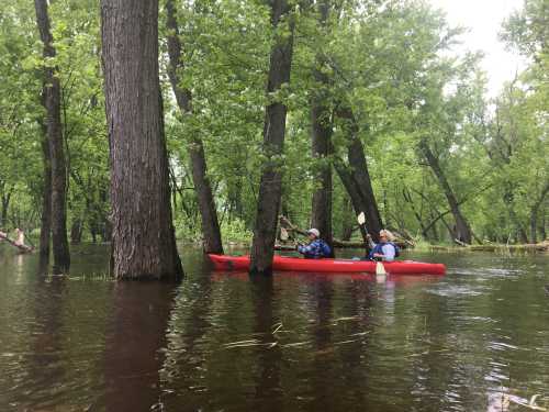 Two people kayak through a flooded forest, surrounded by tall trees and calm water.