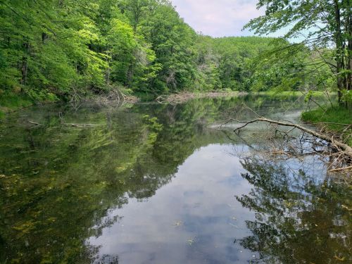 A serene lake surrounded by lush green trees, reflecting the landscape on its calm surface.