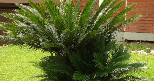 A lush green palm plant with feathery fronds, set against a backdrop of grass and a brick wall.
