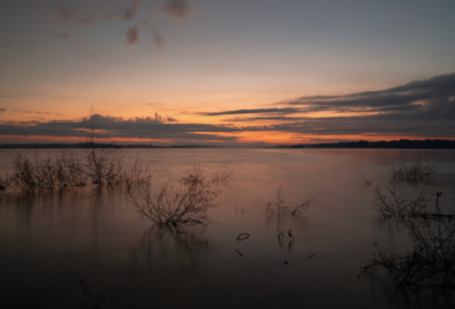 A serene sunset over a calm body of water, with silhouettes of plants in the foreground and colorful clouds in the sky.