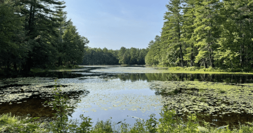 A serene lake surrounded by lush green trees and lily pads under a clear blue sky.