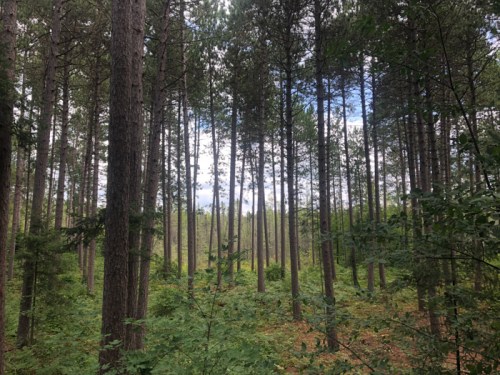 A dense forest with tall pine trees and lush green undergrowth, under a partly cloudy sky.