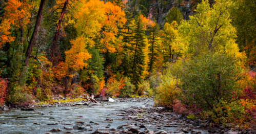 A serene river flows through a vibrant forest of autumn-colored trees in shades of orange, yellow, and green.
