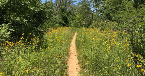 A narrow dirt path surrounded by tall green grass and vibrant yellow wildflowers under a clear blue sky.