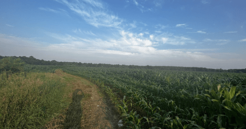 A winding path through a lush green cornfield under a blue sky with scattered clouds.