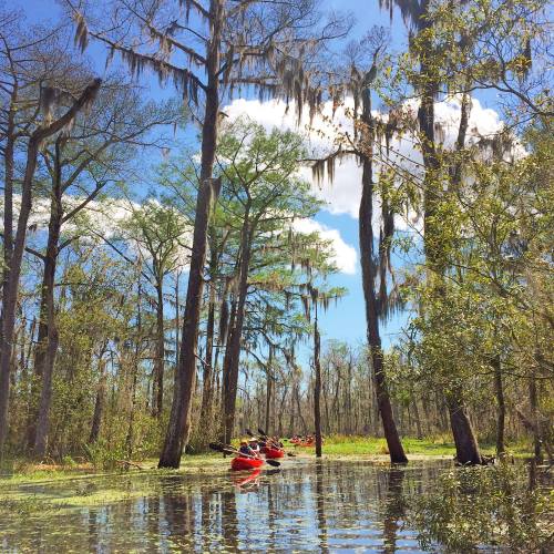 A serene kayak scene in a lush, green swamp with tall trees and Spanish moss under a bright blue sky.