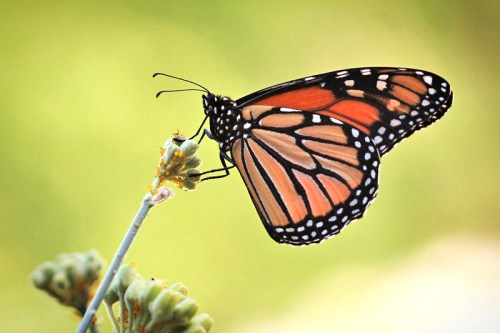 A close-up of a monarch butterfly perched on a green plant, showcasing its vibrant orange and black wings.